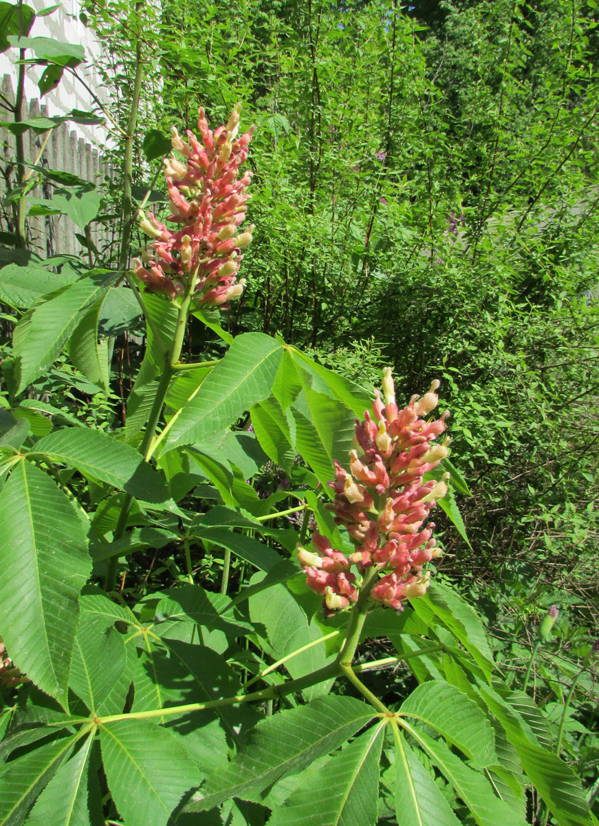 Image of Aesculus pavia specimen.