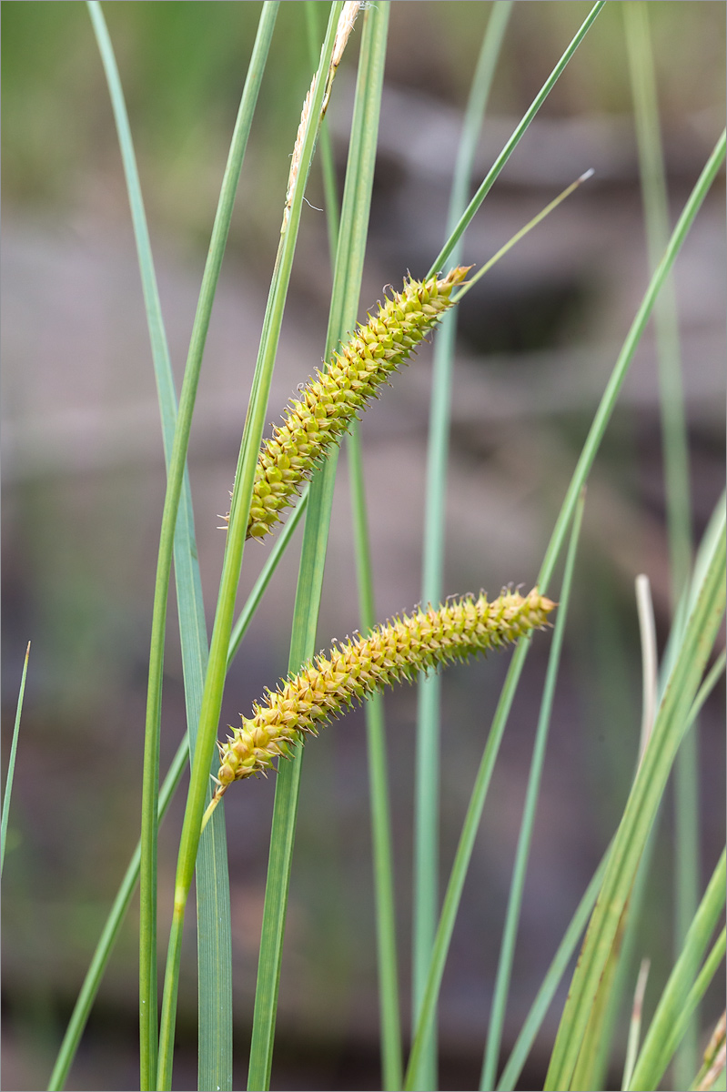 Image of Carex rostrata specimen.