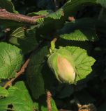 Corylus avellana