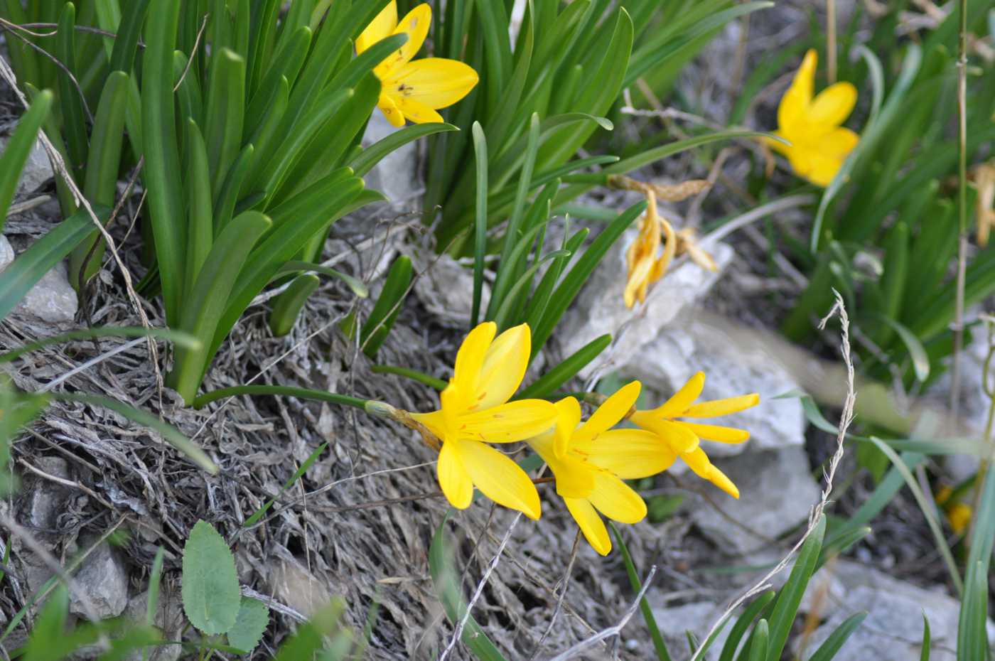 Изображение особи Sternbergia fischeriana.