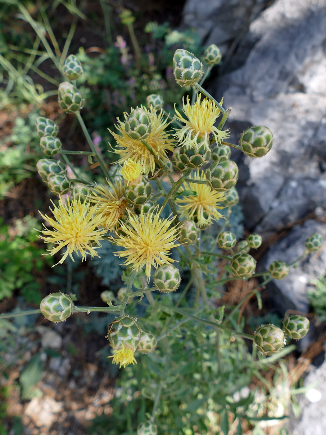 Изображение особи Centaurea salonitana.