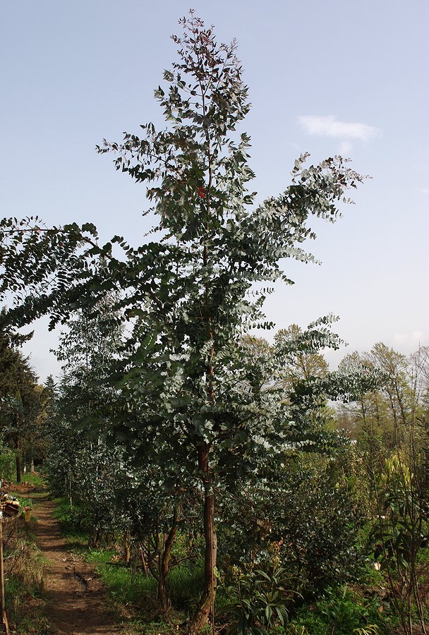 Image of genus Eucalyptus specimen.