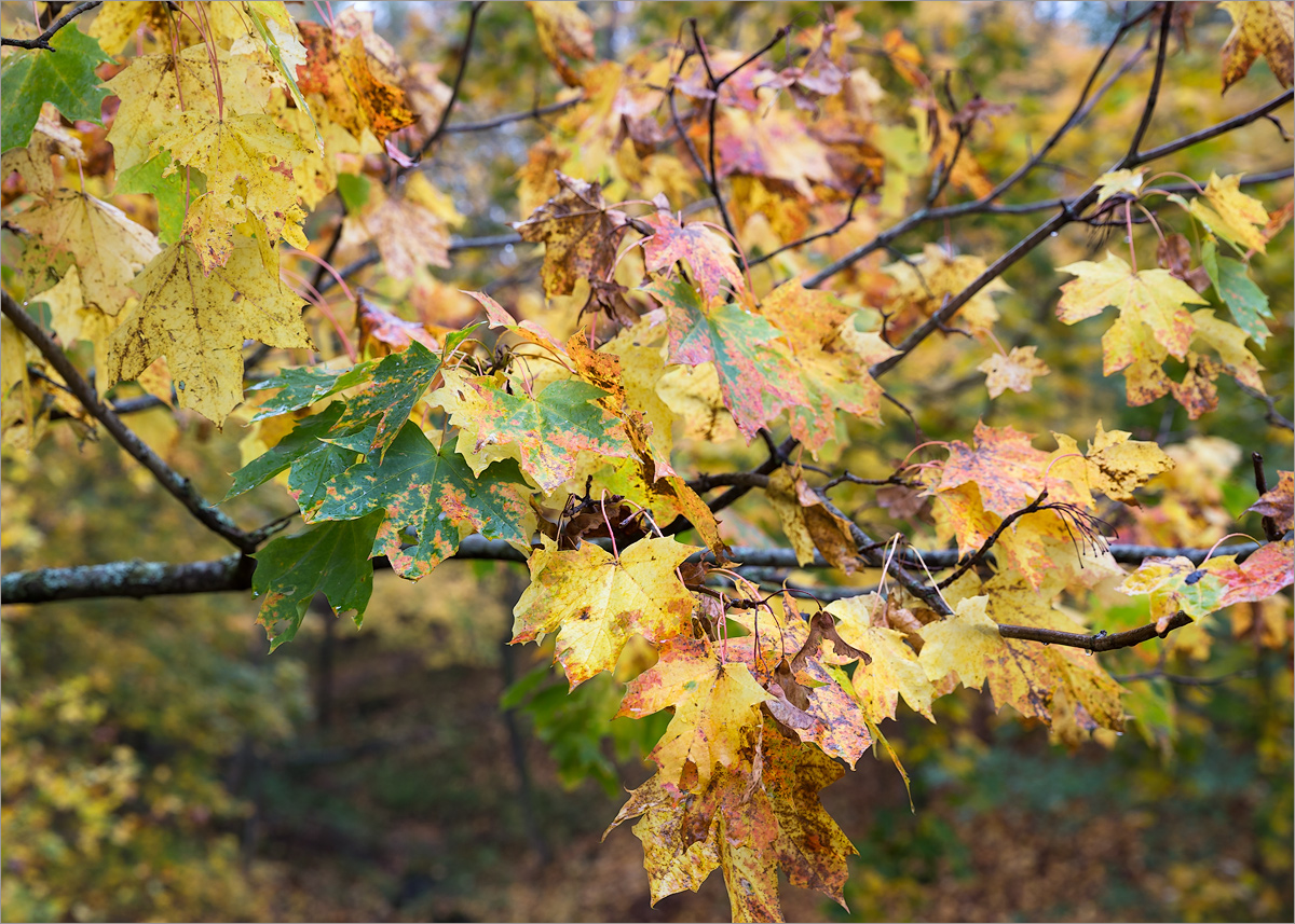 Изображение особи Acer platanoides.