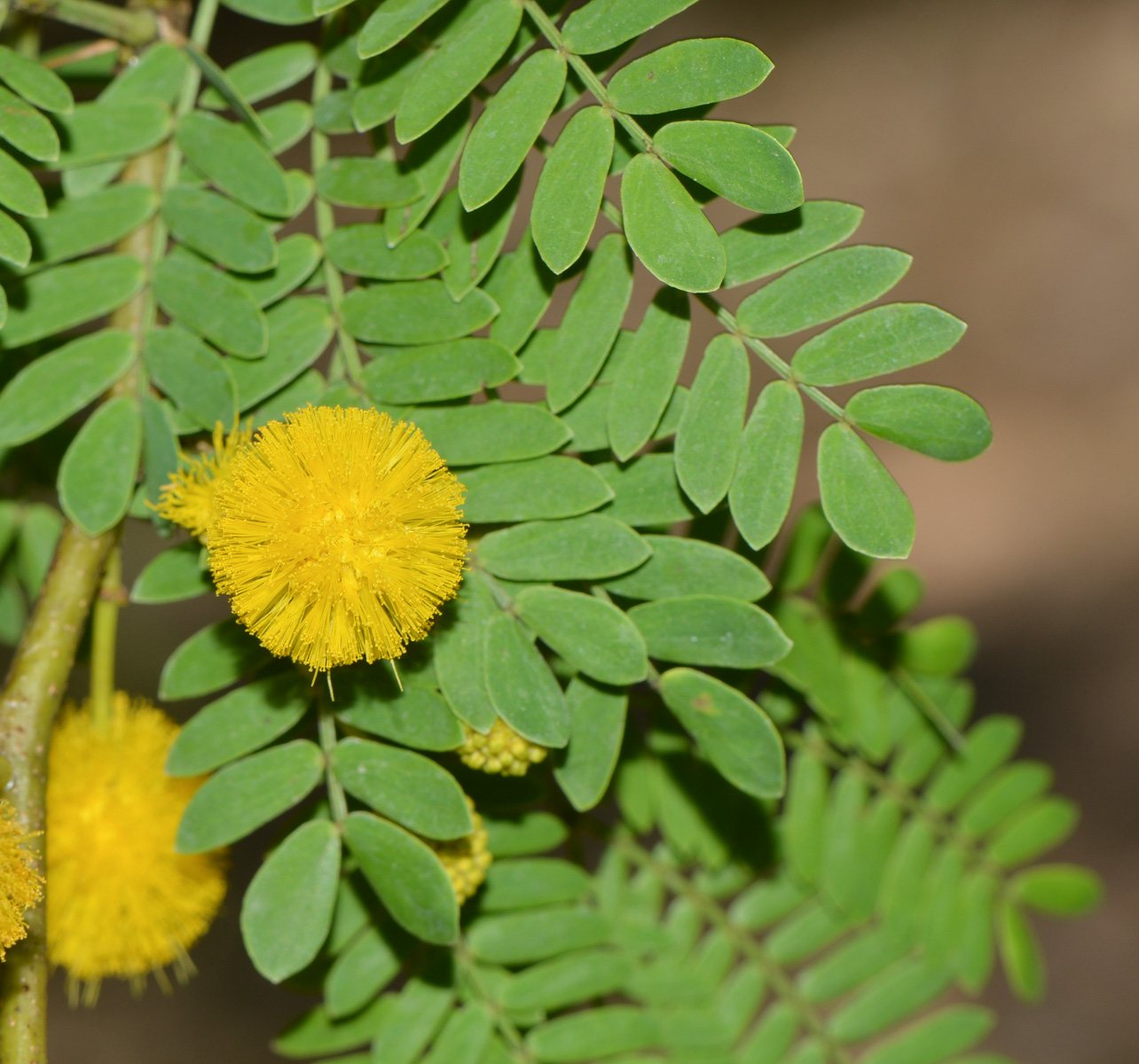 Изображение особи семейство Fabaceae.