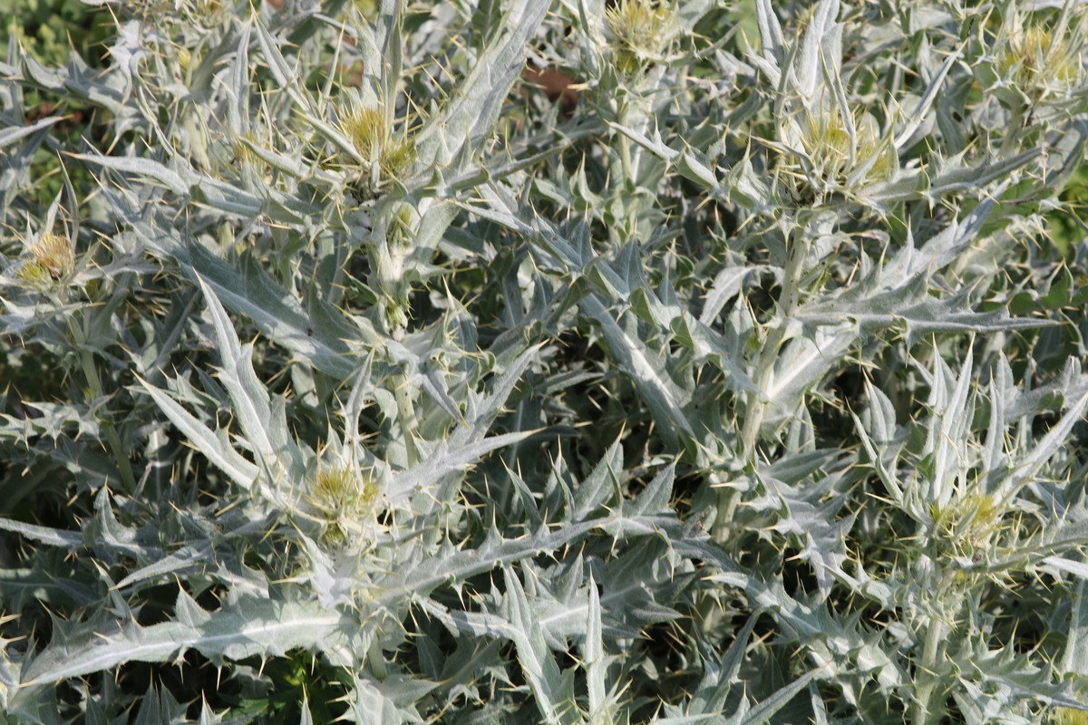 Image of Cirsium kosmelii specimen.