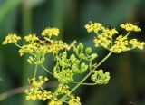 Pastinaca sylvestris. Соплодие с незрелыми плодами и соцветия с кормящимися насекомыми. Московская обл., Одинцовский р-н, окр. г. Кубинка, окр. водохранилища Трасна, опушка леса. 30.07.2021.