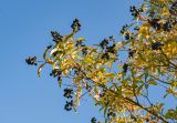 Ligustrum vulgare. Верхушка ветви с соплодиями и листьями в осенней окраске. Крым, гора Южная Демерджи, каменистый склон. 31.10.2021.