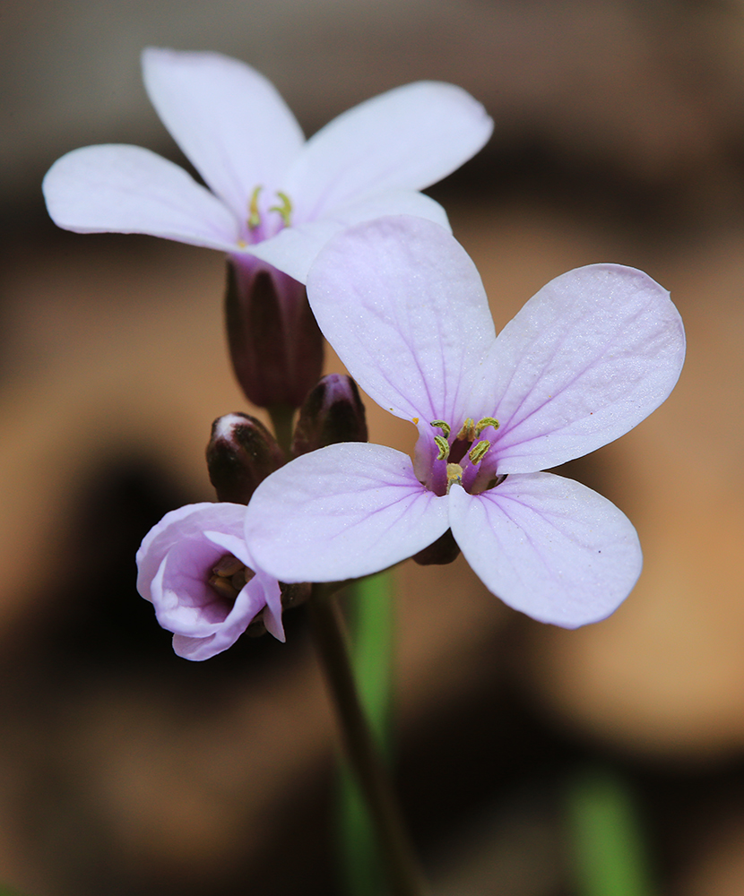 Image of Cardamine trifida specimen.