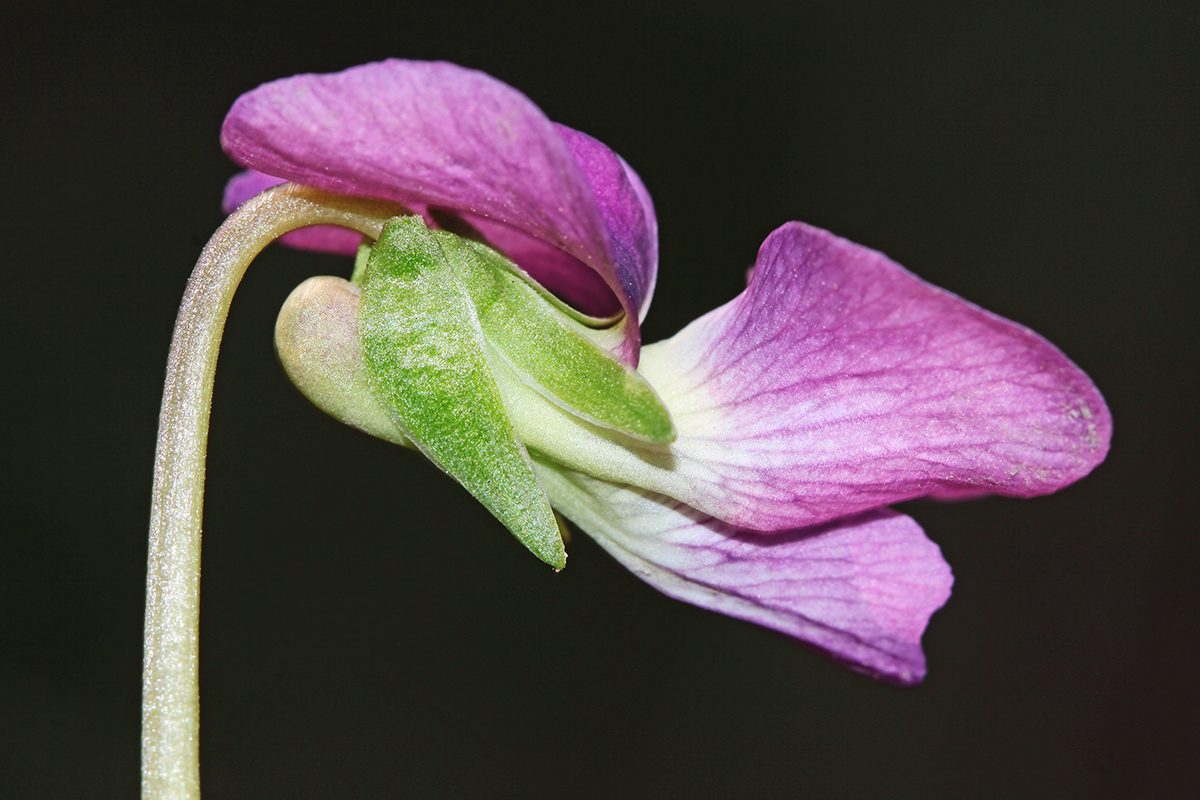 Image of Viola sororia specimen.