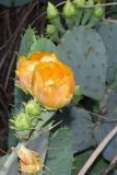 genus Opuntia. Часть цветущего растения. Узбекистан, Сурхандарьинская обл., Джаркурганский р-н, искусственная роща вокруг базы Актепинского охотничьего хозяйства, дно небольшого оврага, в культуре. 06.05.2022.