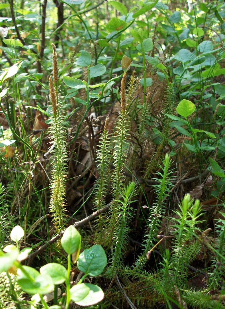 Image of Lycopodium annotinum specimen.