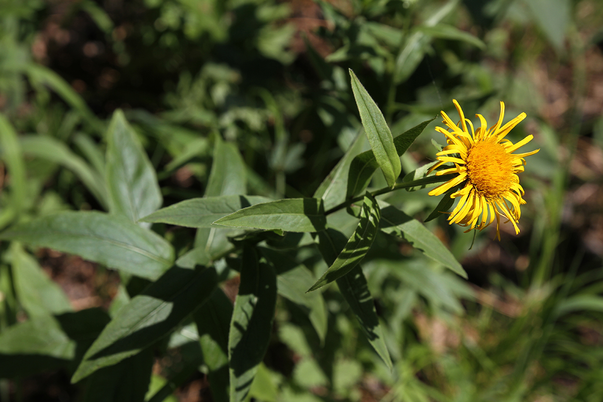 Image of genus Inula specimen.