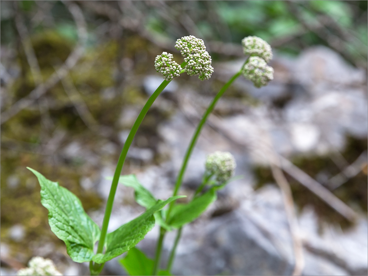 Image of Valeriana alliariifolia specimen.