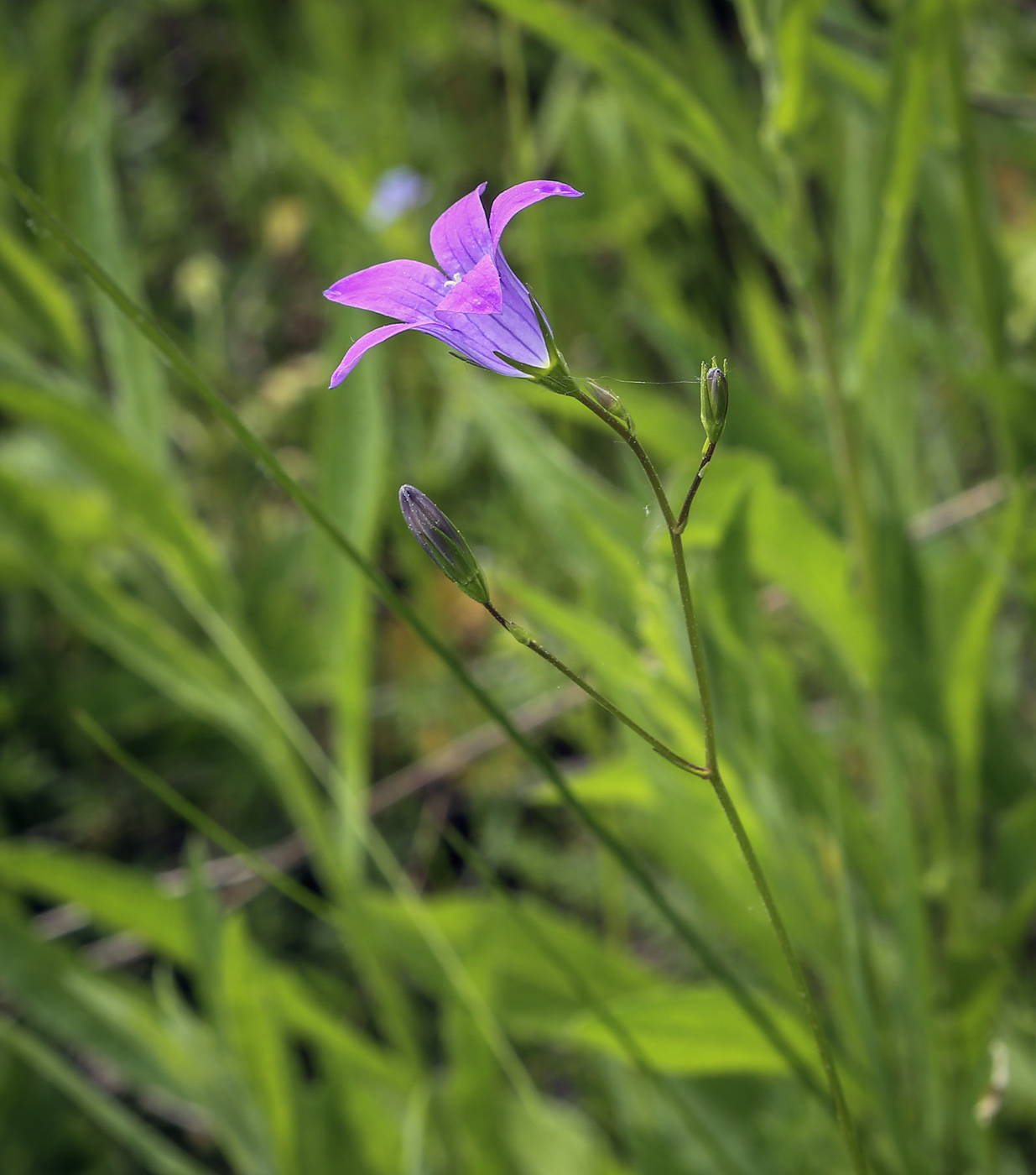 Image of Campanula patula specimen.