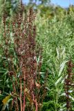 genus Rumex. Соплодие. Сахалин, Корсаковский гор. округ, оз. Буссе, приморский луг, заросли Artemisia. 26.08.2022.