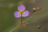 Alisma plantago-aquatica