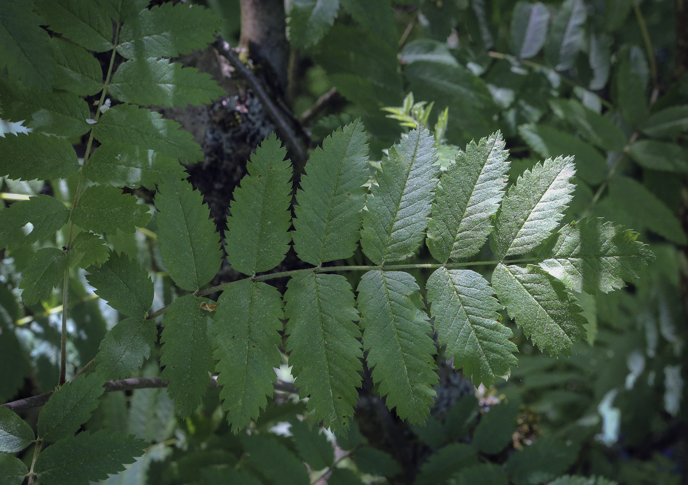 Изображение особи Sorbus sibirica.