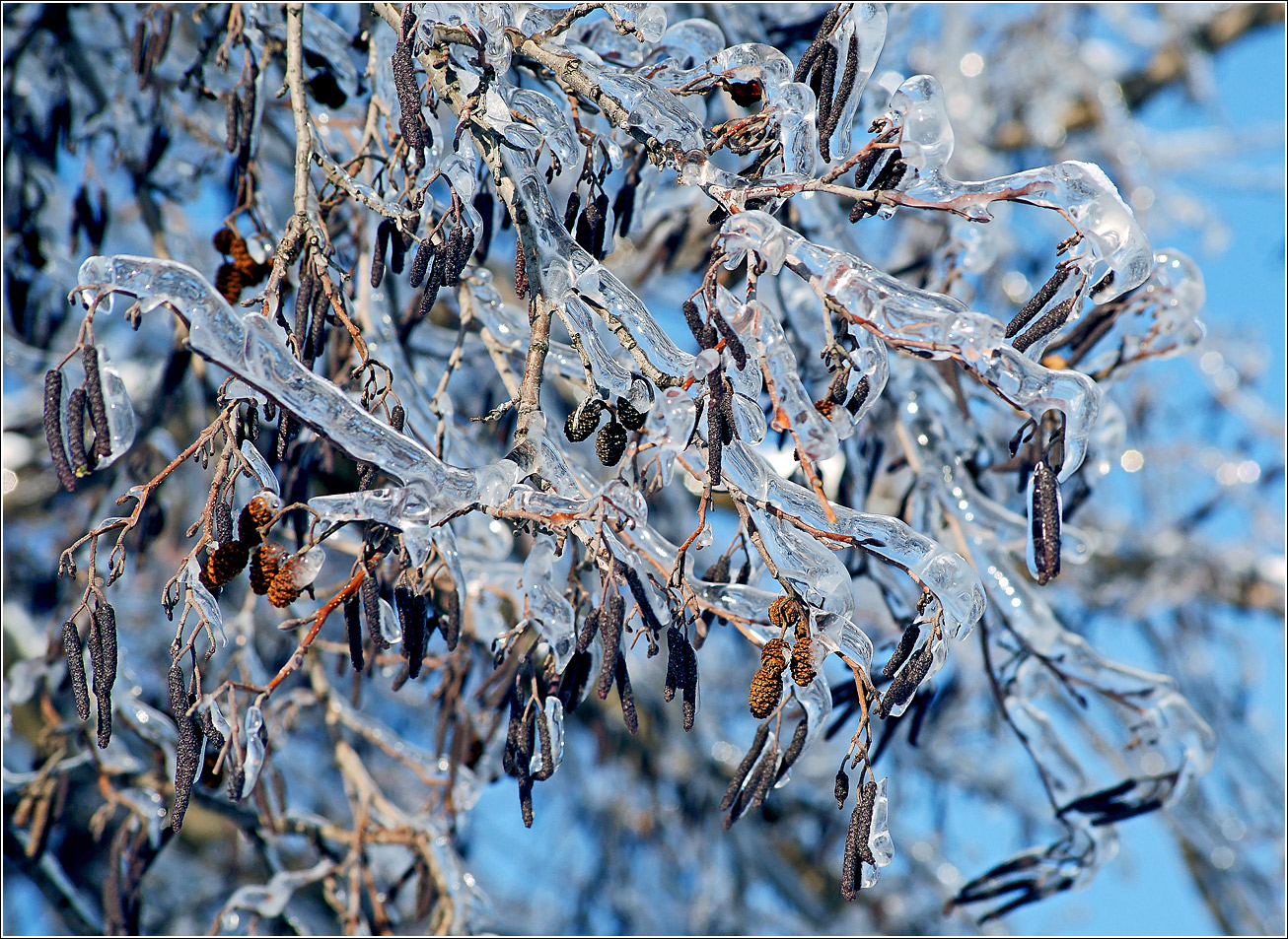 Изображение особи Alnus glutinosa.