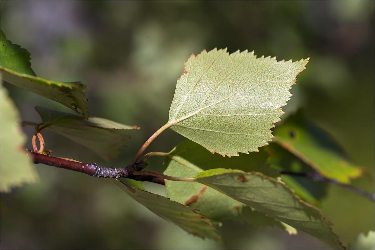 Image of Betula subarctica specimen.