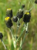 Hieracium umbellatum