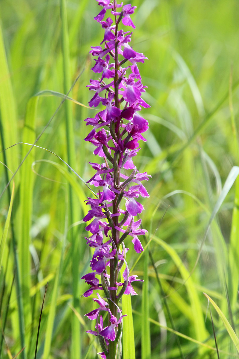 Изображение особи Anacamptis laxiflora ssp. elegans.