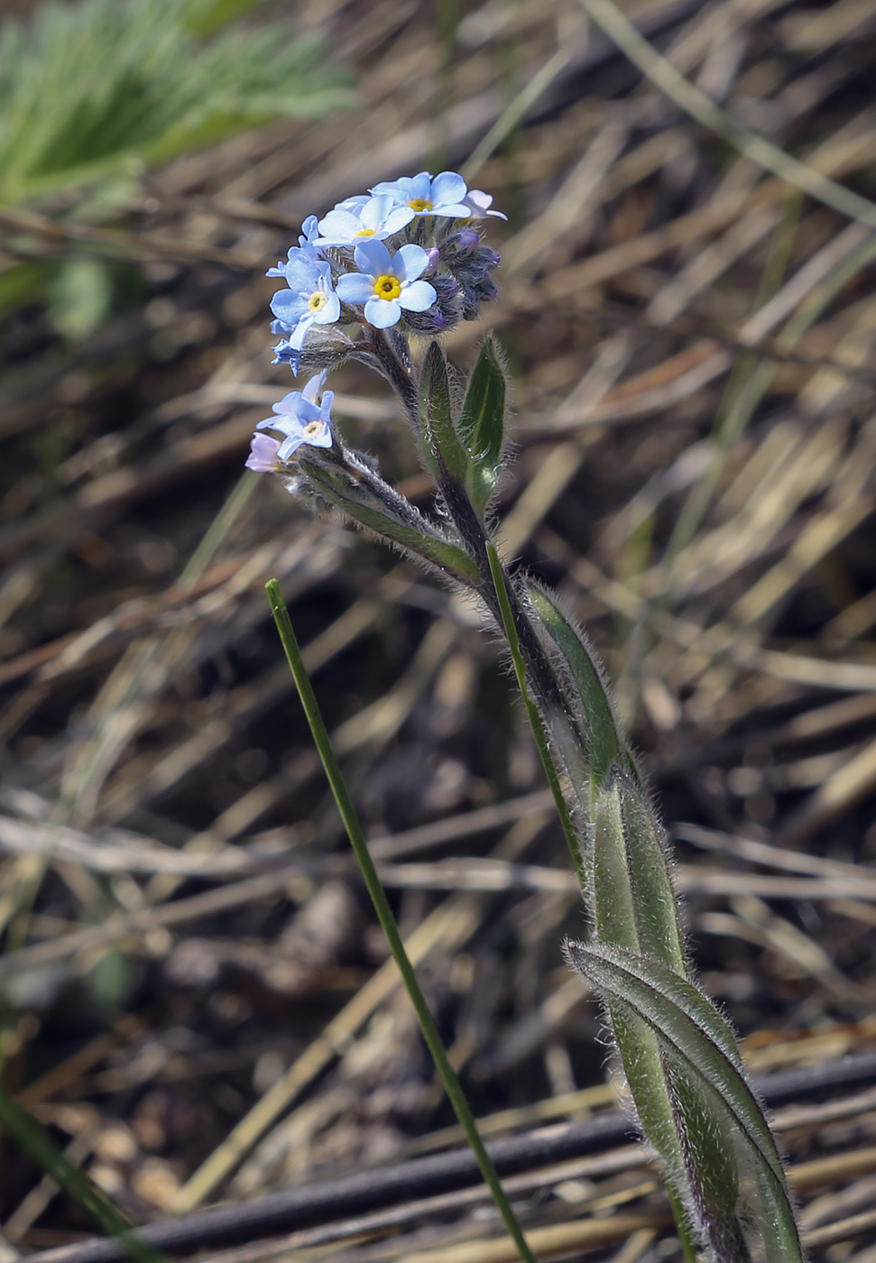 Изображение особи род Myosotis.