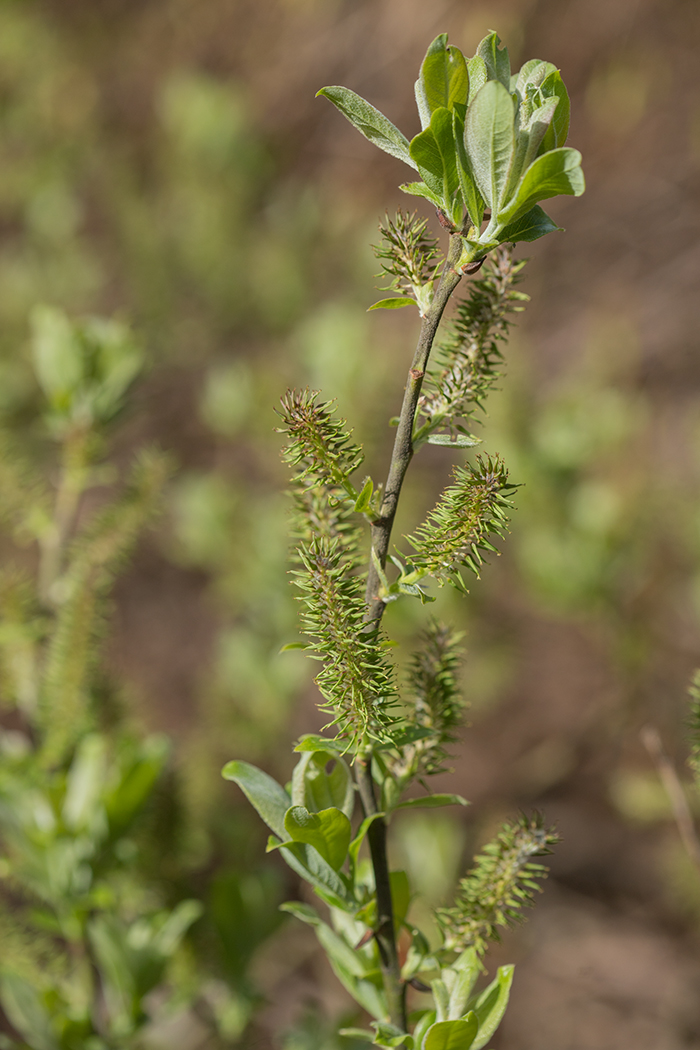 Image of Salix cinerea specimen.