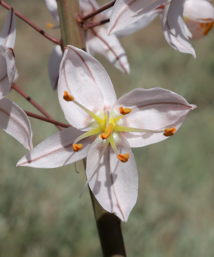 Изображение особи Eremurus olgae.