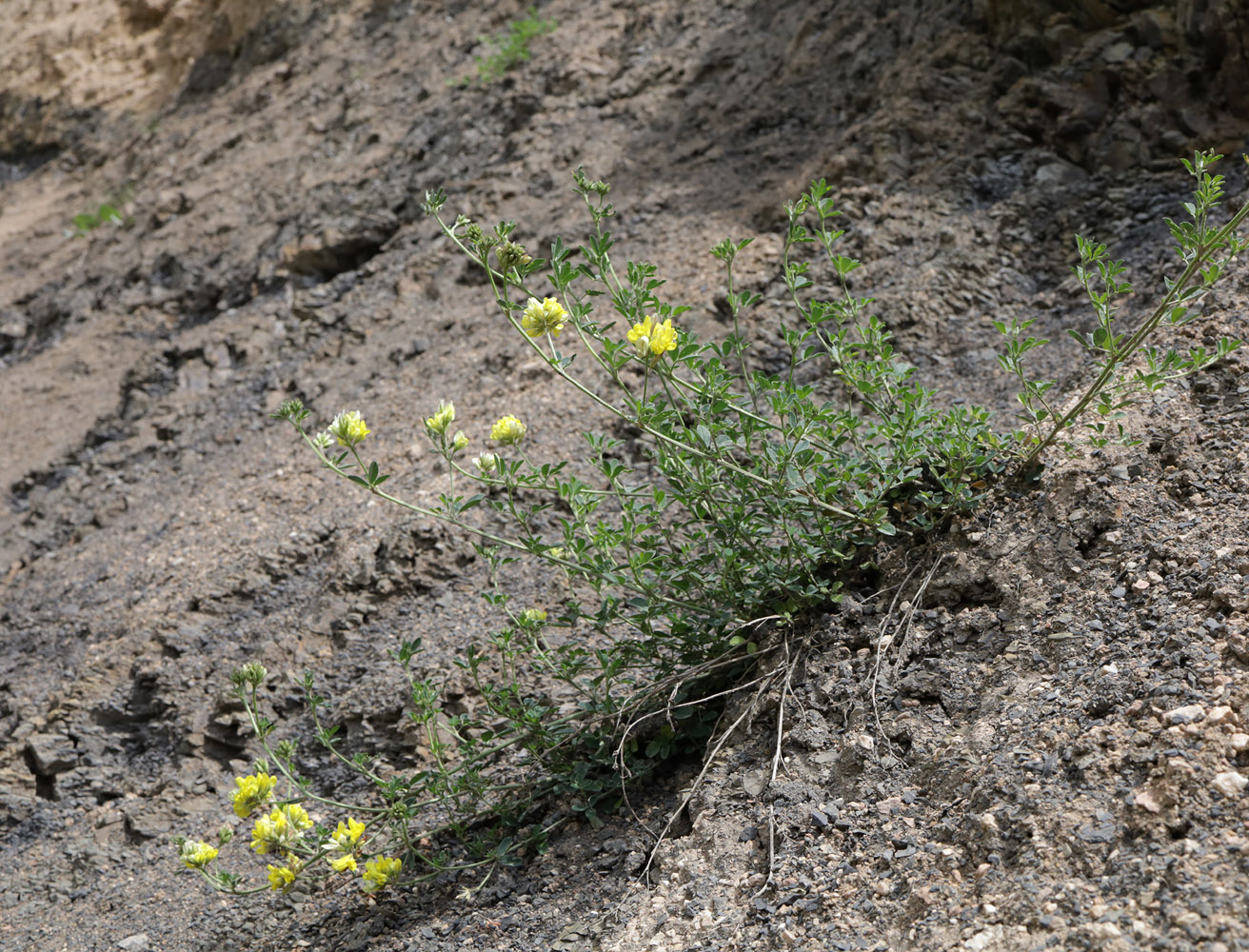 Image of Medicago glutinosa specimen.