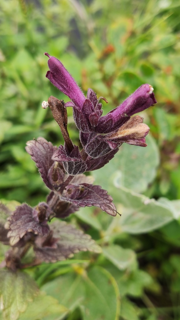 Image of Bartsia alpina specimen.