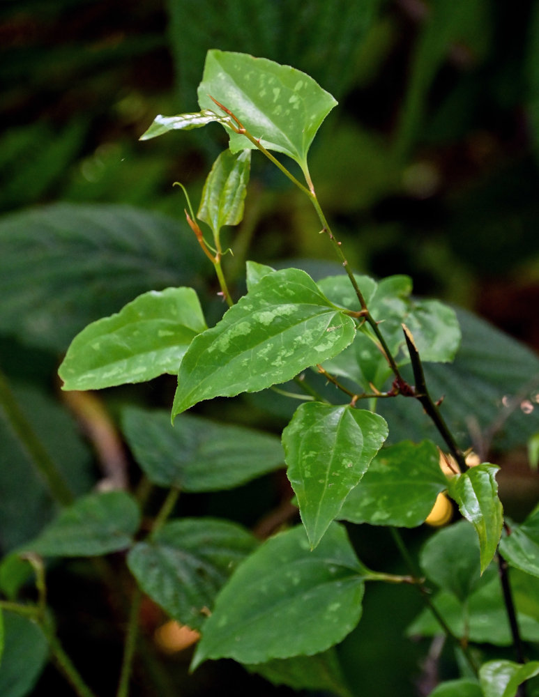 Изображение особи Smilax excelsa.