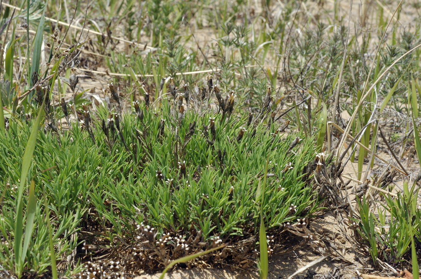 Image of Dianthus chinensis specimen.