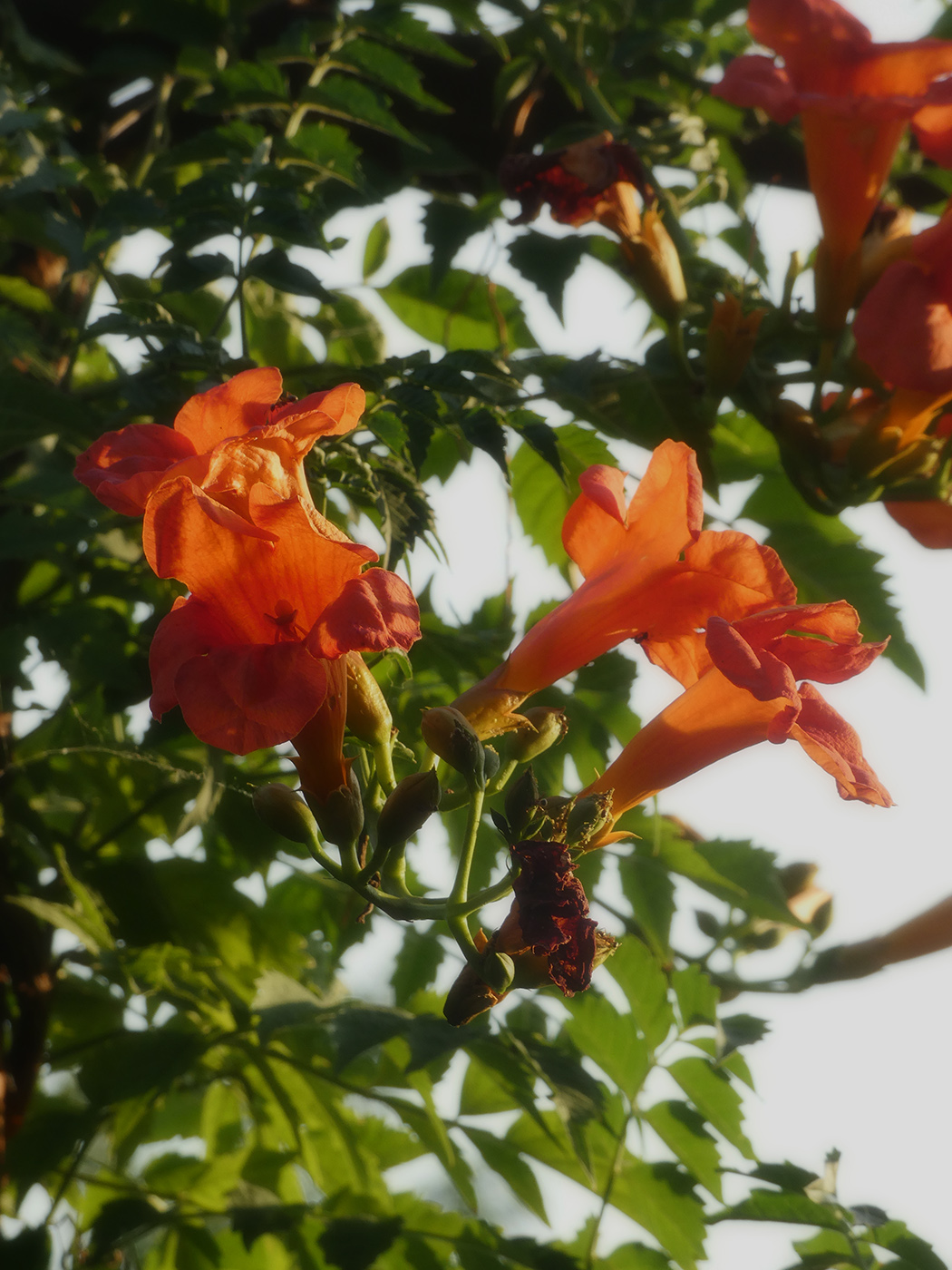 Image of Campsis radicans specimen.