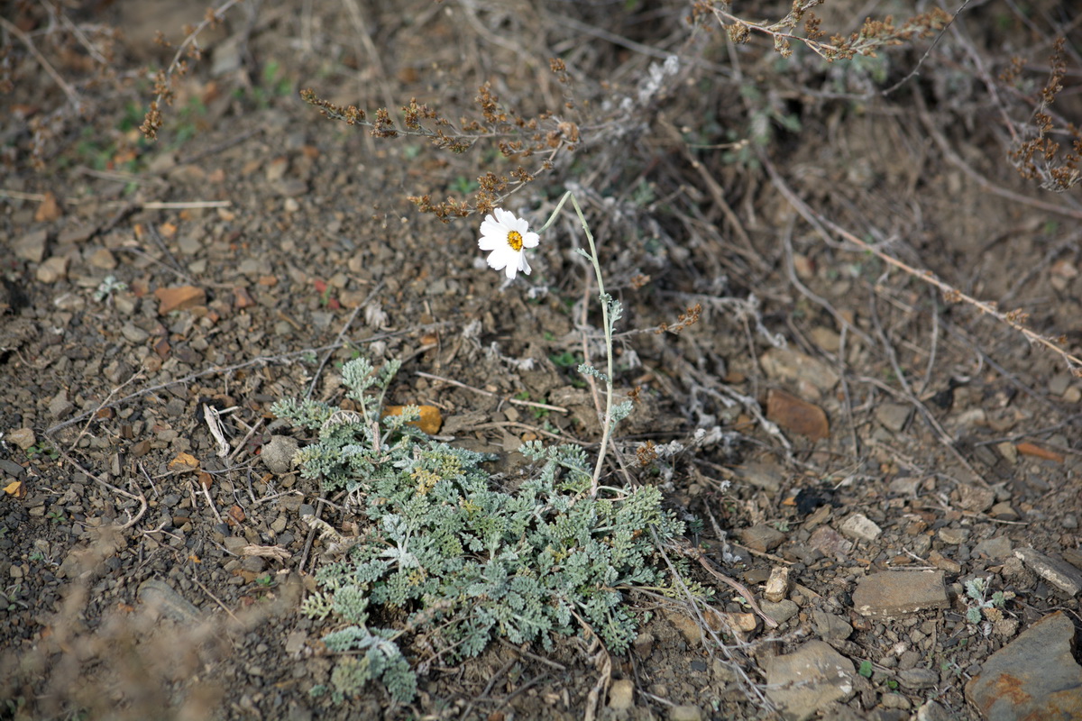 Изображение особи Anthemis fruticulosa.