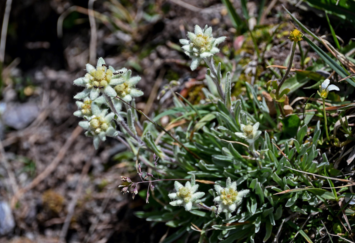 Image of genus Leontopodium specimen.