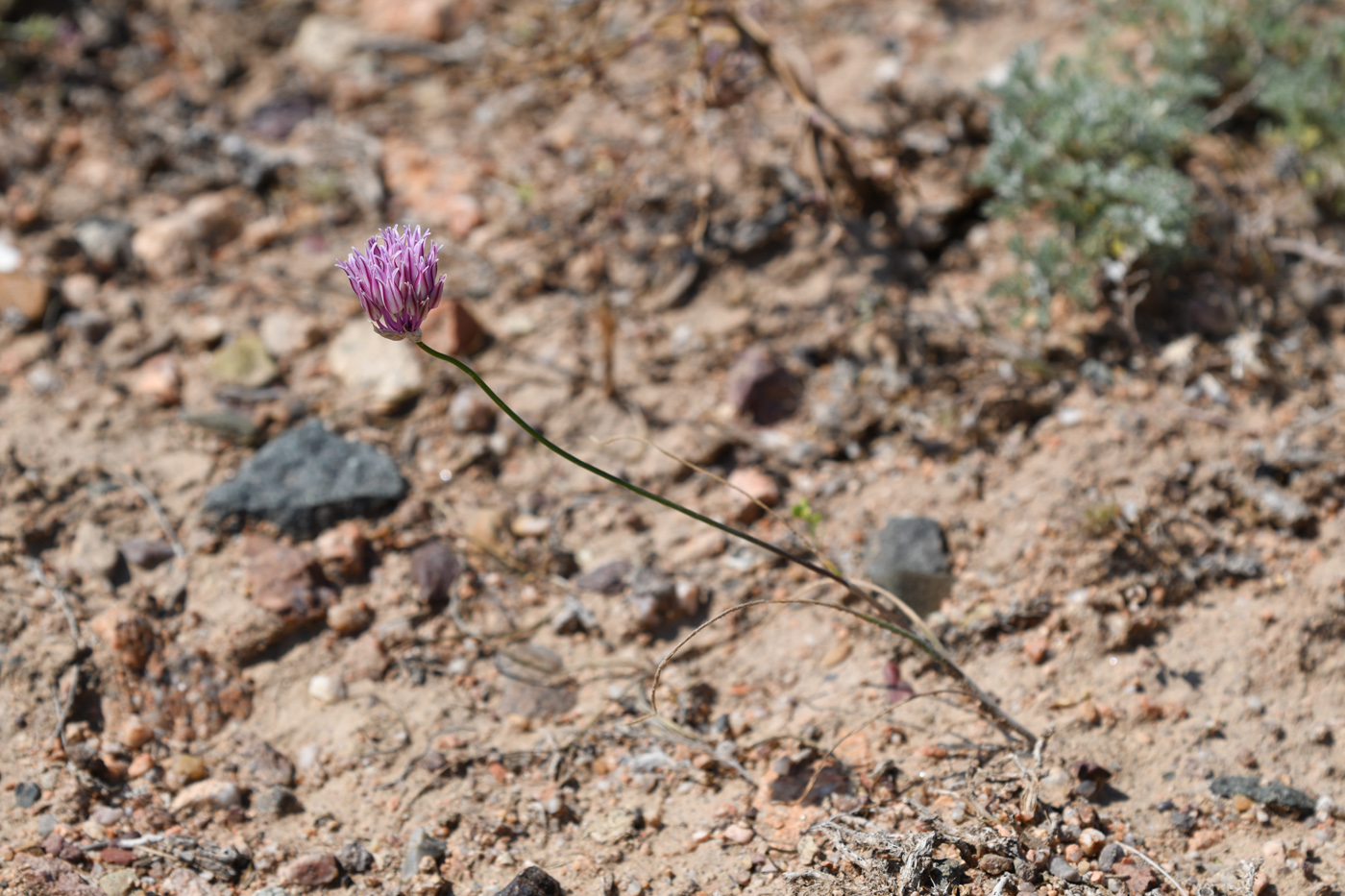 Image of Allium lasiophyllum specimen.