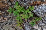 Potentilla rugulosa. Вегетирующее растение. Приморье, Партизанский р-н, мыс Лапласа, на скале. 08.08.2021.