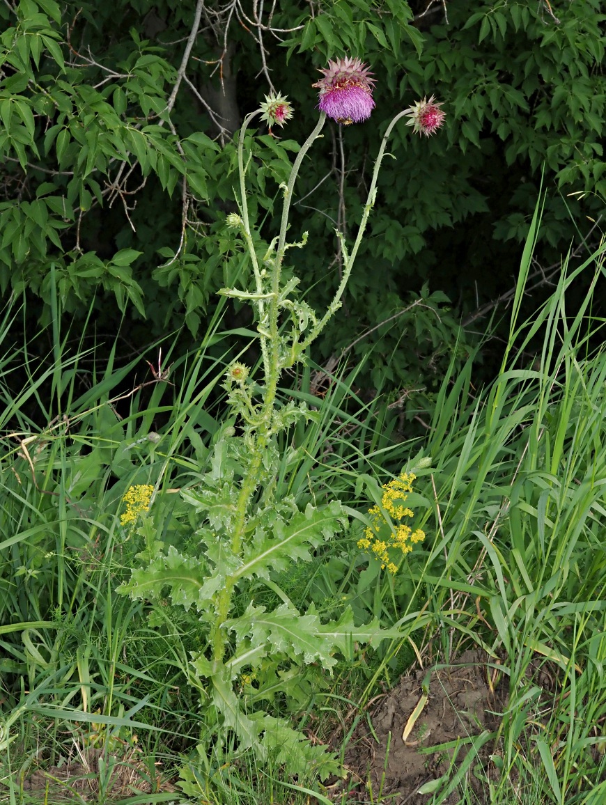 Image of Carduus thoermeri specimen.