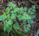 familia Apiaceae