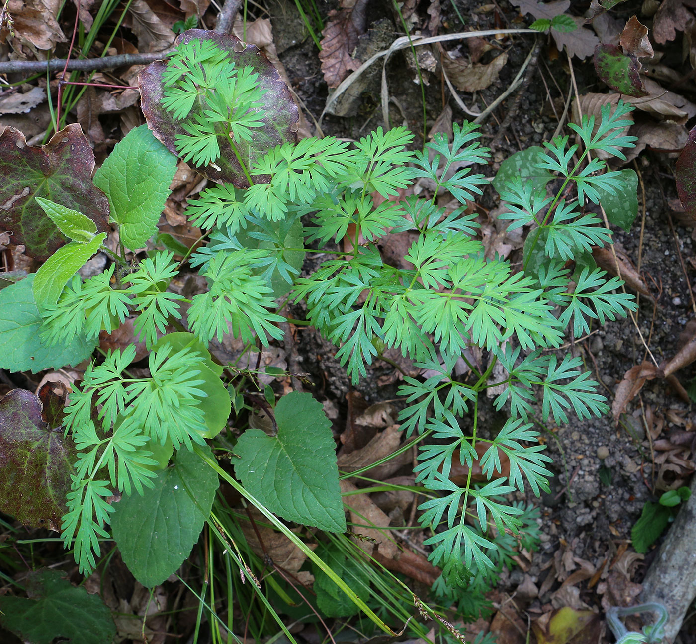 Image of familia Apiaceae specimen.