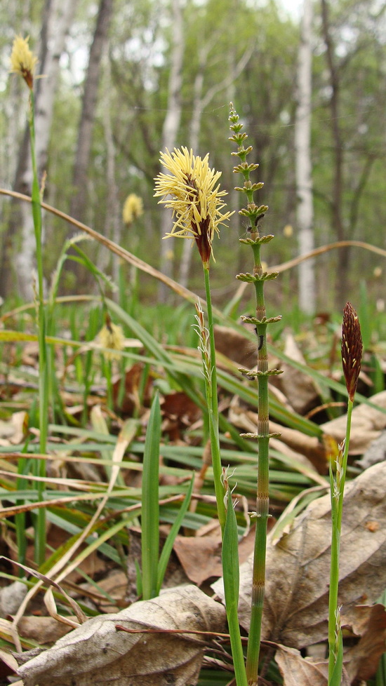 Image of Carex pilosa specimen.