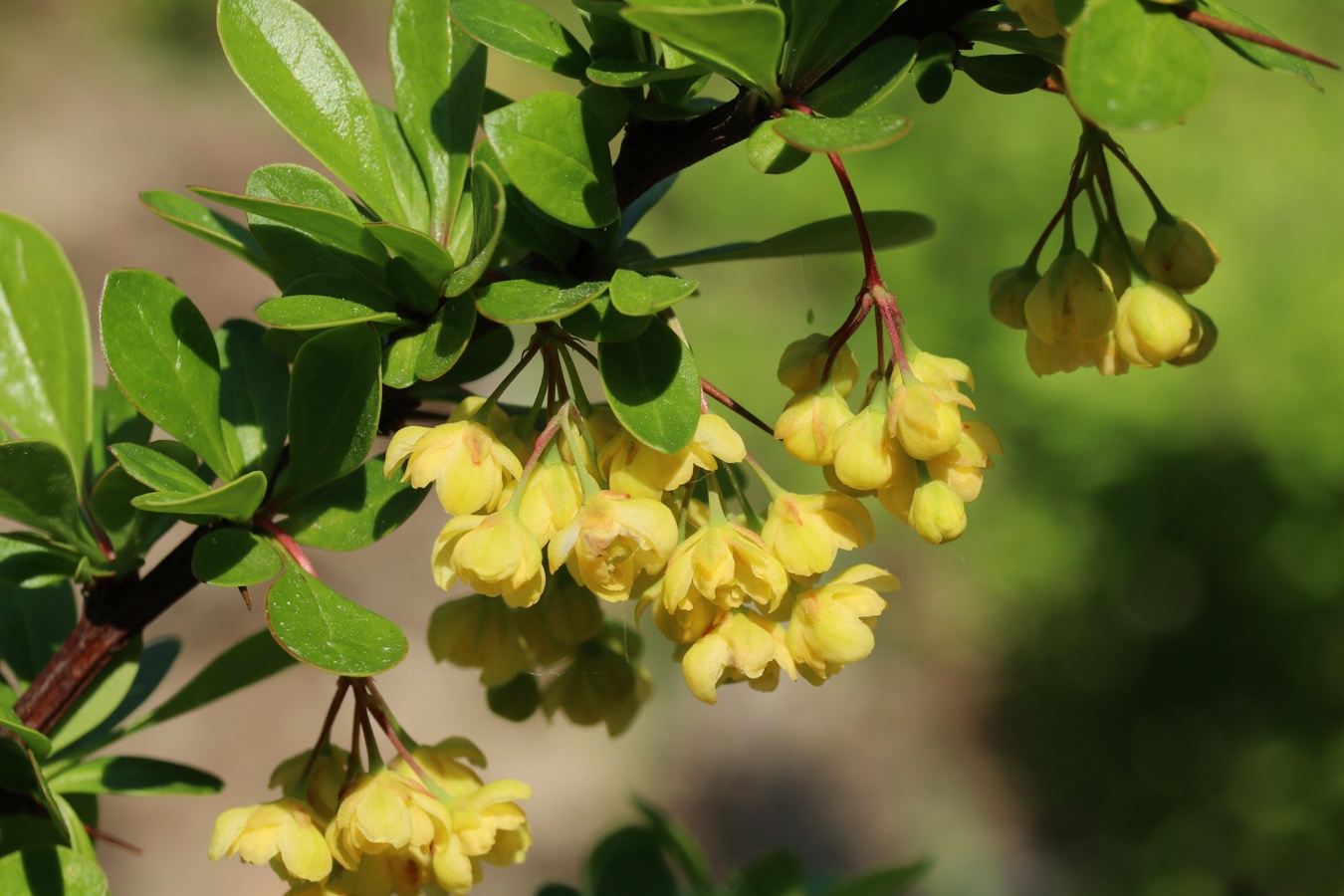 Изображение особи Berberis thunbergii.