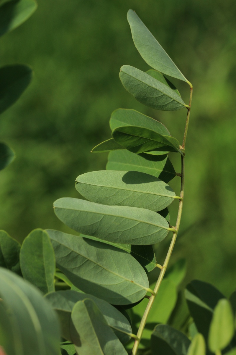 Image of genus Robinia specimen.