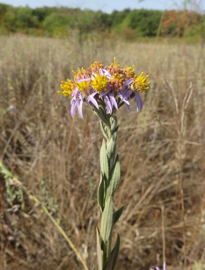 Image of Galatella cana specimen.