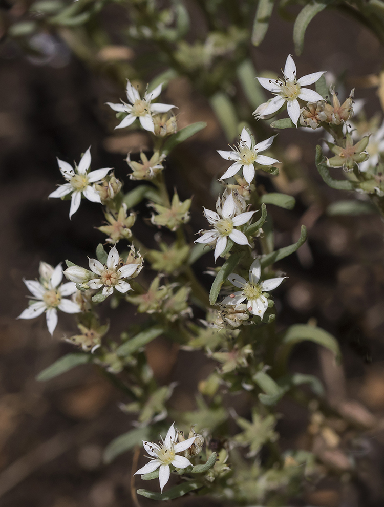 Image of Sedum hispanicum specimen.