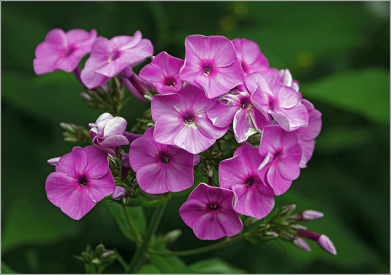 Image of Phlox paniculata specimen.