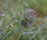 Cirsium polonicum. Развивающееся соцветие и листья. Тульская обл., Куркинский р-н, с. Грибоедово, берег реки, луг на склоне. 29 июля 2024 г.