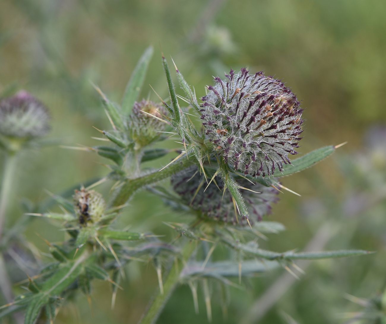 Изображение особи Cirsium polonicum.