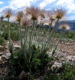 Pulsatilla taurica. Плодоносящее растение. Крым, гора Агармыш. 14.04.2024.