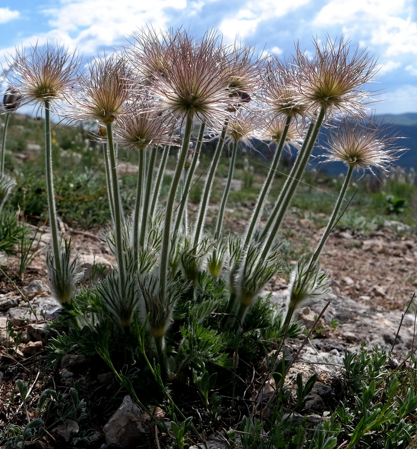 Изображение особи Pulsatilla taurica.